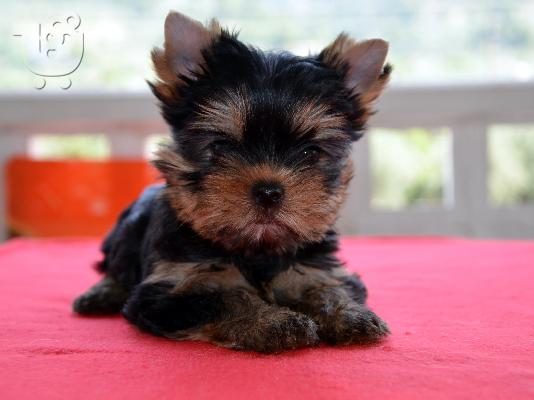 PoulaTo: Yorkshire Terrier με PEDIGREE