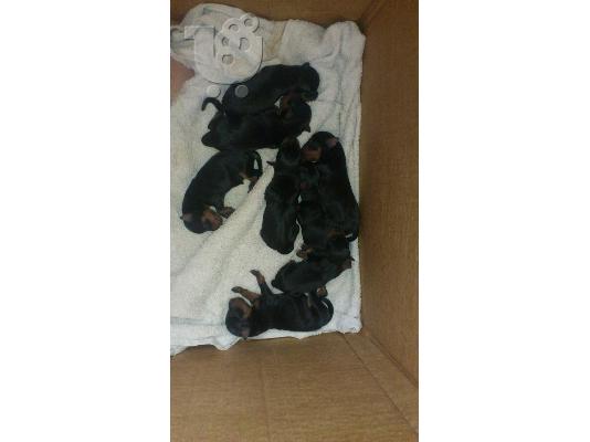 PoulaTo: Πωλούνται Pinscher (Νεογεννητα - καθαρόαιμα ) - ( Πληροφορίες Κός.Αγγελος)