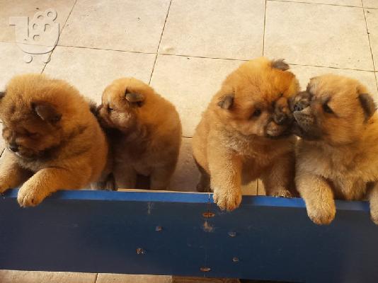 PoulaTo: ΠΩΛΟΥΝΤΑΙ ΚΑΘΑΡΟΑΙΜΑ CHOW CHOW
