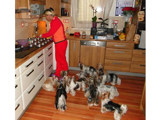 Χαριτωμένο καθαρόαιμο κουτάβι biewer yorkshire terrier