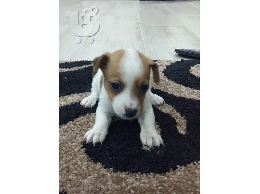 Jack russell