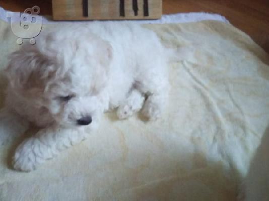PoulaTo: Bichon Frize κουτάβια
