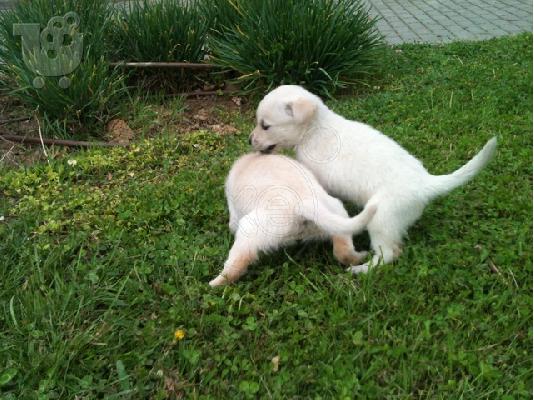 Kουταβάκι ΛΑΜΠΡΑΝΤΟΡ