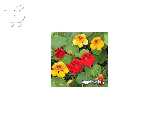 6 σποροι Garden Nasturtium