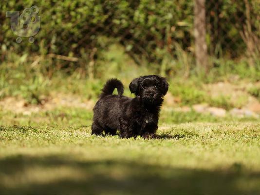 Bichon Havanese κουτάβια