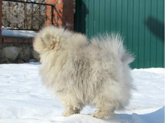 PoulaTo: ένα αρσενικό και ένα θηλυκό ροζ κουτάβια