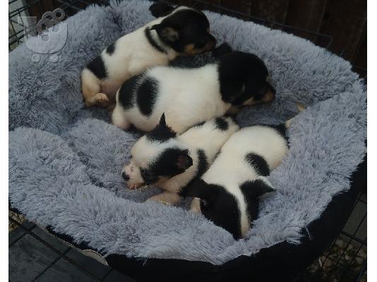 κουτάβια chihuahua