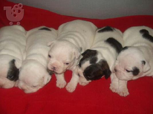 PoulaTo: Γαλλικο μπουλντογκ