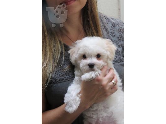 PoulaTo: Καλό Κοιτάζοντας κουτάβια Shih Tzu