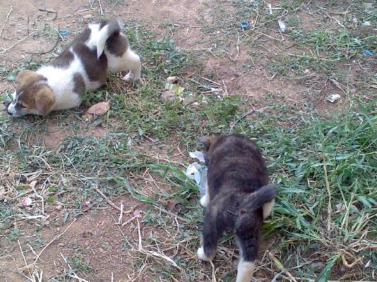 ΑΚΙΤΑ AMERICAN ΠΩΛΟΥΝΤΑΙ ΚΟΥΤΑΒΙΑ