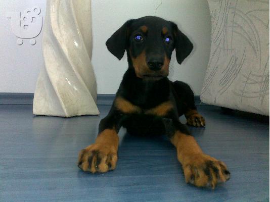 Kαλή τιμή!!!.Πουλάω όμορφα κουτάβια ράτσα DOBERMAN – Ντόμπερμαν - 300 euro...