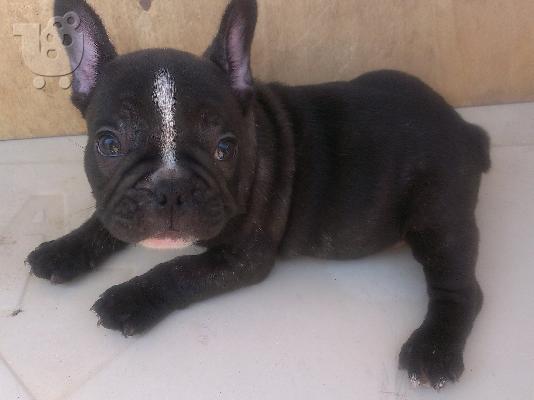 Γαλλικα μπουλντογκ, πωλουνται