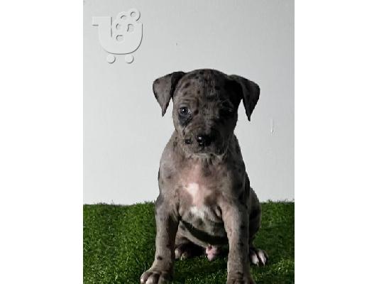 Αμερικανικό Pitbull Terrier κουτάβια