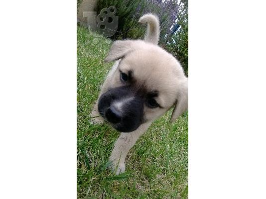 PoulaTo: Χαρίζονται πανεμορφα κουταβακια