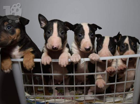 PoulaTo: Bull Terrier κουτάβια