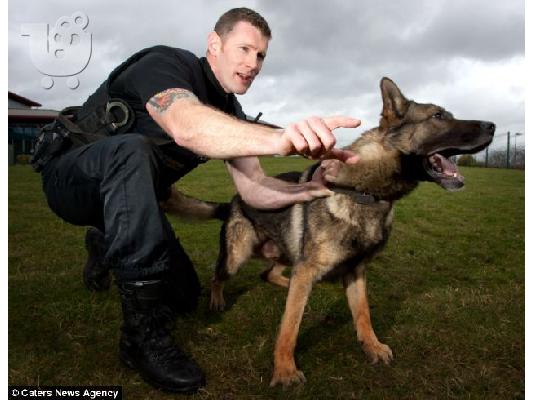 German Shepherd καθαροαιμα κουταβια ΘΕΣΣΑΛΟΝΙΚΗ 6979314054
