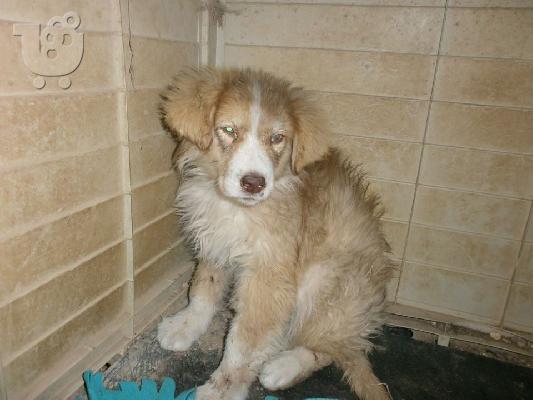 Κουταβακι χαριζεται