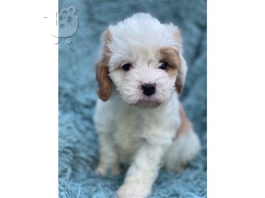 PoulaTo: Λατρευτά κουτάβια Cavapoo