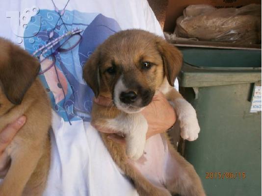 Κουταβακια 2,5 μηνων χαριζονται