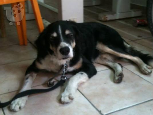 Βρεθηκε στην Δραπετσωνα ηλικιωμενο σκυλακι