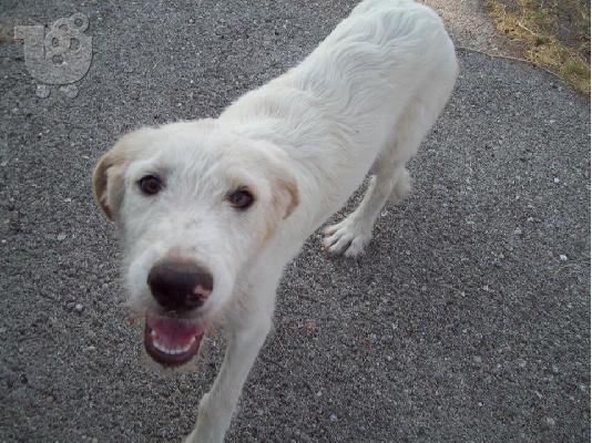 PoulaTo: Μεγαλοσωμη λευκη γκριφον χαριζεται