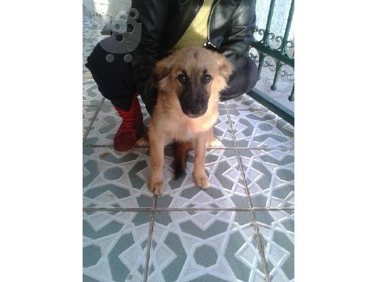 PoulaTo: Σκυλακι 5 μηνων χαριζεται