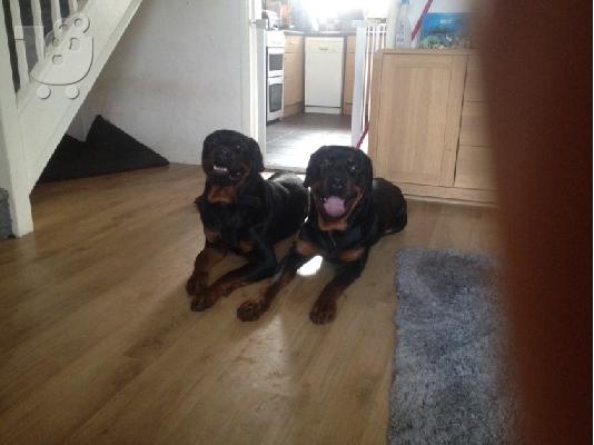 Όμορφα υγιή κουτάβια ROTTWEILER