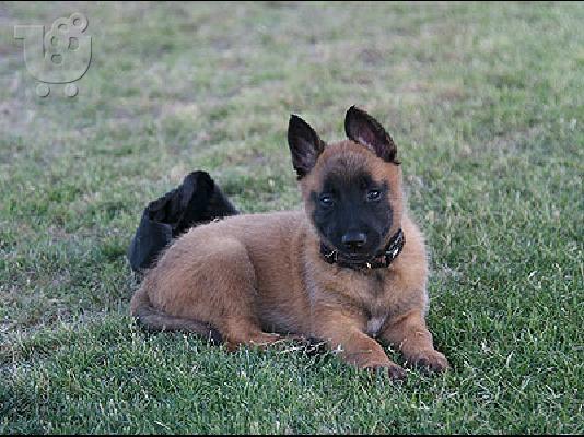 PoulaTo: Malinois ΜΑΛΙΝΟΥΑ καθαρόαιμα