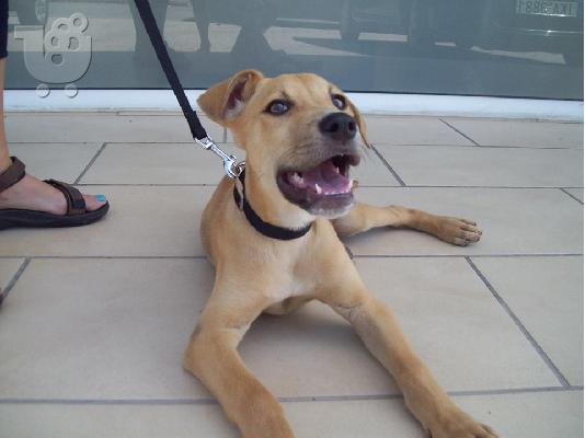 3 μηνων pitbull/κυνηγοσκυλο ψαχνει σπιτακι