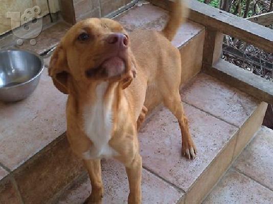 PoulaTo: Ο ξανθουλης Πιπης χαριζεται