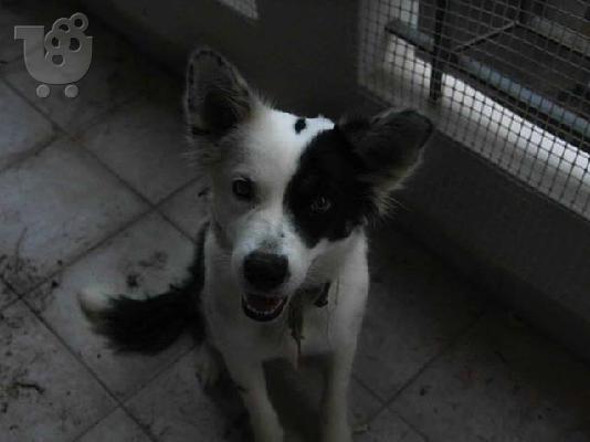 PoulaTo: Μεγαλοσωμη Σκυλιτσα χαριζεται