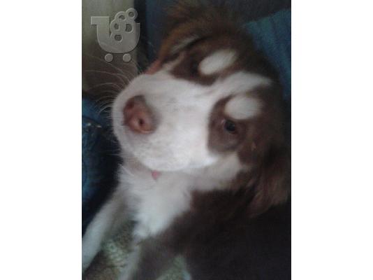 Κουταβακι χαριζεται