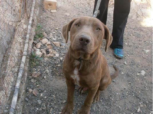 Πρασινοματης Pit-bullακος ημιαιμος χαριζεται