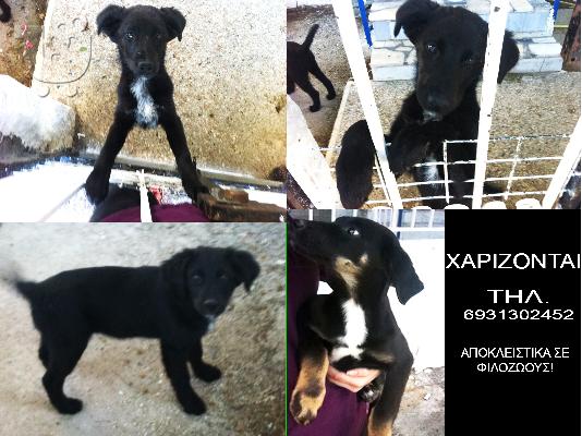 PoulaTo: χαρίζονται κουταβάκια
