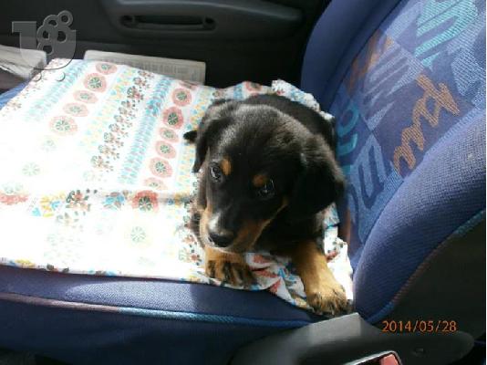 Κουταβακι χαριζεται