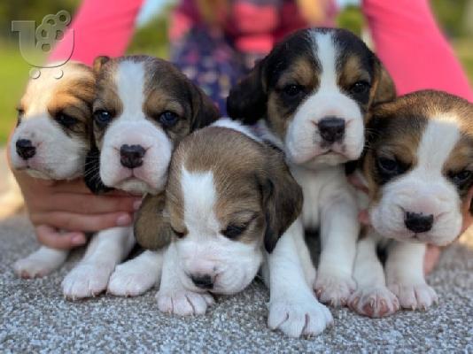 PoulaTo: Όμορφα κουτάβια Beagle