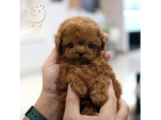 Κουτάβια Poodle