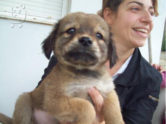 Κουταβακια ψαχνουν οικογενειες