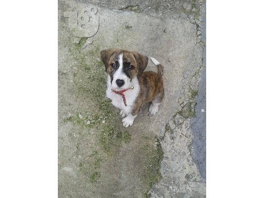 PoulaTo: Πιτ μπουλακι ημιαιμο χαριζεται