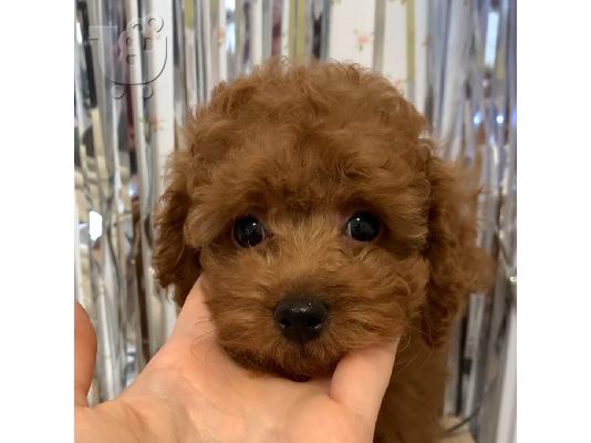 Λατρευτά κουτάβια poodle που αναζητούν για πάντα σπίτια...