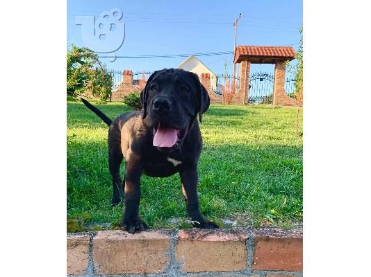 PoulaTo: Αφρικανικό Boerboel κουτάβια