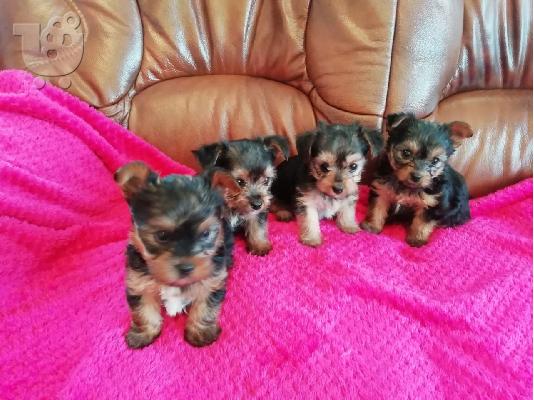 PoulaTo: Κουτάβια που αναζητούν σπίτι ...