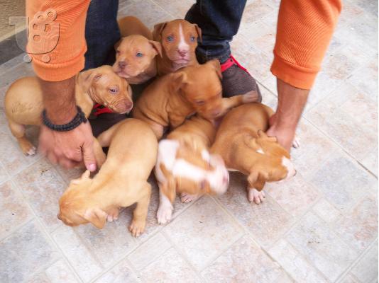 Pit bull red nose..Kαθαρόαιμα Μόνο για γνώστες..