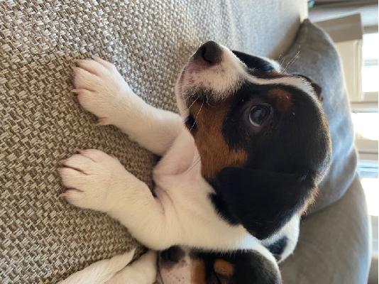 PoulaTo: Εκπληκτικά κουτάβια Jack Russell