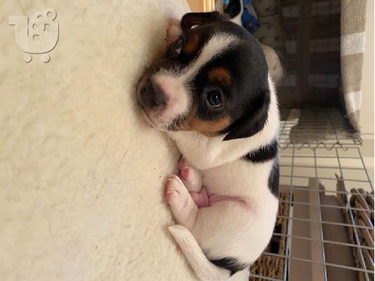 Zapanjujući mladunci Jack Russell
