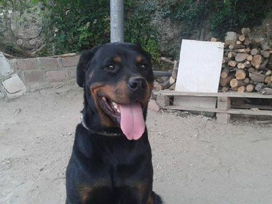 Rottweiler καθαροαιμα 6979314054 -ΚΡΗΤΗ