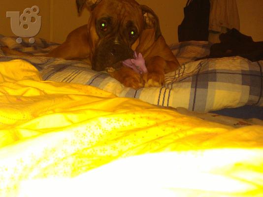 boxer-μποξερ θηλυκο