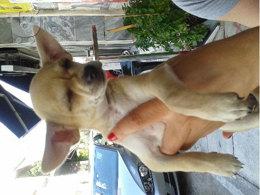 ΠΩΛΟΥΝΤΑΙ ΤΣΙΟΥΑΟΥΑ ΘΥΛΗΚΑ Κ ΕΝΑ ΤΟΥ