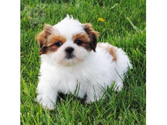 PoulaTo: Φοβερό Shih Tzu Κουτάβι Διαθέσιμο