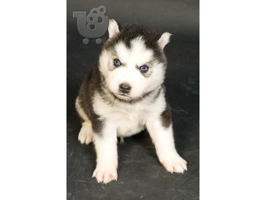 Siberian Husky